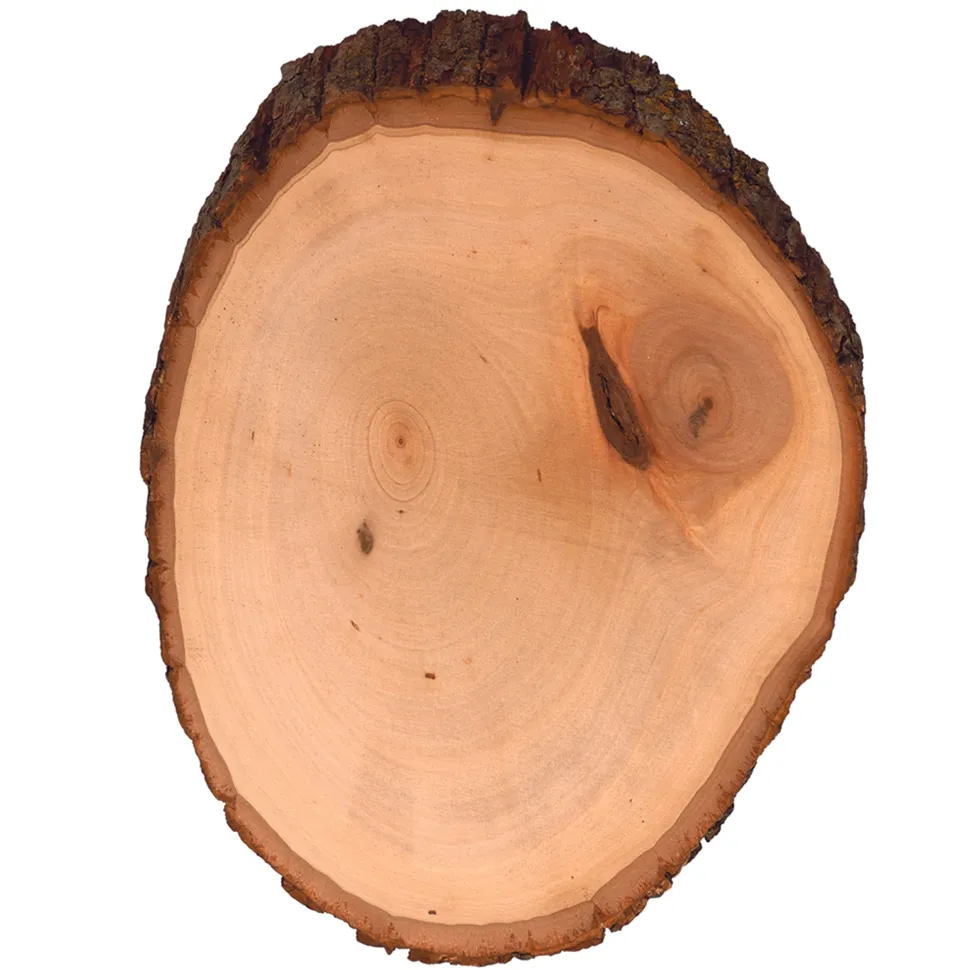 Basswood Country Rounds for Wood Burning, Hot Stamping & Carving Medium
