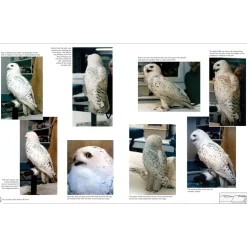 Illustrated Owl Screech & Snowy: the Ultimate Reference for Bird Lovers, Woodcarvers, and Artists