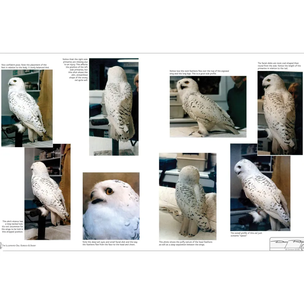 Illustrated Owl Screech & Snowy: the Ultimate Reference for Bird Lovers, Woodcarvers, and Artists
